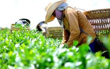 Láng giềng mua chè xanh Việt Nam nhiều nhất nhưng chỉ trả giá bằng 1/3 Sri Lanka, 1/6 Nhật Bản