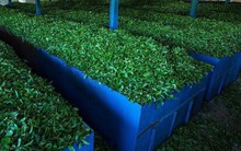 Mỹ săn hàng nghìn tấn 'vàng xanh' của Việt Nam với giá đắt đỏ: thuế nhập khẩu 0%, Việt Nam là ông trùm đứng thứ 5 thế giới