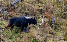 Lần theo dấu vết trong chuồng lợn, chuyên gia giật mình tự nhủ "đây là loài vật đã tuyệt chủng 500.000 năm sao?"