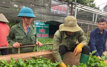 Cây cà phê giống 'cháy' hàng