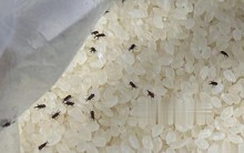 Gạo có côn trùng không cần phơi dưới ánh nắng! Chủ hàng gạo chỉ 1 mẹo để gạo cả năm không bị mọt