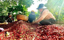 Việt Nam có cà phê đặc sản, giá cao gấp đôi mặt bằng thế giới