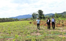 Đổ xô trồng cây chờ đền bù làm dự án