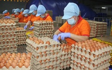 Đề nghị xác minh, xử lý nghiêm việc bịa đặt về trứng gà giả khiến người nông dân điêu đứng