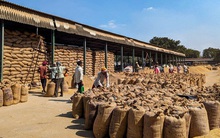 Nền kinh tế số 2 thế giới bất ngờ săn lùng hàng trăm nghìn tấn hàng này từ Việt Nam: xuất khẩu tăng hơn 100%, sản lượng 20 triệu tấn/năm