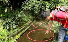 Lần theo tiếng động dưới vũng nước nông, cán bộ kiểm lâm hân hoan tìm thấy loài "tuyệt chủng" hơn 50 năm