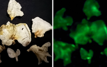 Tìm thấy 2 loài nấm có khả năng phát sáng, thuộc diện kỳ bí nhất thế giới