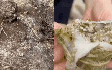 Thức quà rừng Đông Bắc mỗi năm chỉ có một mùa: Người e dè, người nghiện tới mức… dị ứng cũng không bỏ được!