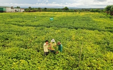 Vinasoy được vinh danh "Doanh nghiệp tiên phong trong quản lý tài nguyên bền vững"