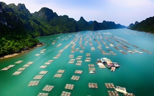 Khai mở "mỏ vàng dưới biển": Giá tăng gấp 3, ngư dân ung dung thu bạc tỷ mỗi tháng