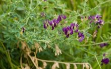 Việt Nam có loại cỏ giúp hạ mỡ máu cực tốt: Trung Quốc coi như “báu vật”, dùng làm rau ăn