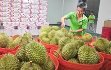 Nghị định thư xuất sầu riêng sang Trung Quốc sắp hết hạn, Hiệp hội gửi "tâm thư" tới Bộ trưởng