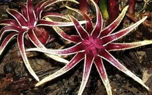 Loài cây cực kỳ quý hiếm, tưởng đã tuyệt chủng hơn 70 năm bất ngờ xuất hiện khiến các chuyên gia vui mừng