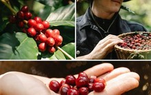 Cà phê Robusta Việt Nam đang bị đe dọa
