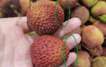 Mùa vải đến rồi, nhưng đừng vội mua nếu gặp 4 kiểu này – ai mua là tiếc đứt ruột!