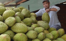 Tiền Giang áp dụng hiệu quả nhiều biện pháp kỹ thuật phát triển sầu riêng