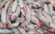 Loại cá rẻ như khoai, từng đem cho lợn ăn nay thành đặc sản, giá trên 200.000 đồng/kg