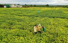 Chuyện người giữ sức khỏe cho đất