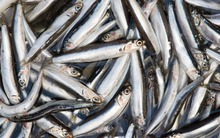 Loại cá dân dã 30.000 đồng/kg có canxi cao gấp 25 lần cá hồi, xưa làm mắm - nay lên bàn tiệc sang!