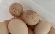 Có 2 loại trứng trong "danh sách đen" dễ gây hại sức khỏe, thèm đến mấy cũng phải VỨT!