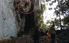 Lần theo manh mối được cung cấp tới vách đá, chuyên gia hân hoan tìm thấy loài "tuyệt chủng" hơn 170 năm