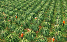 Không phải sầu riêng, loại ‘siêu trái cây’ này mới đang là 'vua xuất khẩu': Thu về 155 triệu USD, Việt Nam – Thái Lan cạnh tranh ngôi vương thế giới