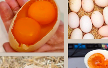 Thực hư thông tin về các loại trứng gà 2 lòng đỏ, vỏ nhiều màu sắc