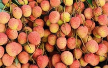 Chợ mạng rao bán vải u hồng chín sớm, giá rẻ bất ngờ