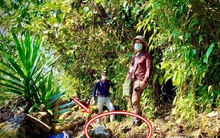 Lần theo tiếng động trên đám rêu ẩm ướt, cán bộ kiểm lâm hân hoan tìm thấy loài "tuyệt chủng" hơn 40 năm