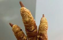 Hà Nội: Bắt giữ hơn 1 tấn chân gà chiên không rõ nguồn gốc