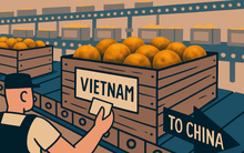 Không phải Thái Lan, Australia hay Peru - Một sản vật Việt giờ mới là "vua" tại Trung Quốc