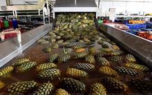 Không phải sầu riêng, loại quả của Việt Nam bất ngờ đắt hàng kỷ lục: xuất khẩu tăng hơn 100%, nông dân được mùa được giá