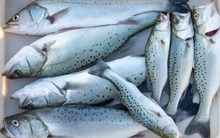 Loại cá được khen "tốt hơn cá hồi", thịt dày lại còn ít xương, dân sành nhìn thấy là tranh nhau mua