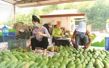 Xoài Việt Nam đang ‘làm mưa làm gió’ ở Trung Quốc