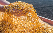 Hàng chục nghìn tấn hàng từ Lào tràn sang Việt Nam với giá rẻ kỷ lục - Nước ta có diện tích trồng top 30 thế giới vẫn phải chi tiền nhập khẩu