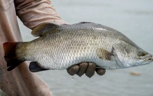 Loại cá dân dã của Việt Nam được khen "tốt hơn cá hồi", vừa ít xương vừa ngọt thịt, được xuất khẩu ngày càng nhiều