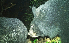 Loài động vật đen tuyền cực kỳ quý hiếm, tưởng sắp tuyệt chủng bất ngờ xuất hiện, có ‘tổ tiên’ tận châu Âu: Nhiều người Việt vui mừng