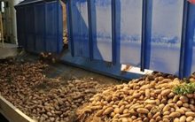 Nga tăng mạnh gom hàng một loại củ do nguồn cung thiếu hụt: Giá bán đắt gấp đôi so với láng giềng, Việt Nam cũng trồng được hàng trăm nghìn tấn mỗi năm