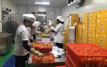 Lô vải thiều đầu tiên của năm 2025 đã được xuất khẩu qua Nhật Bản