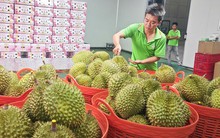 Lo xuất khẩu sầu riêng... hết thời