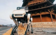 Robot chó 6 chân bảo tồn chùa gỗ cổ nhất, cao nhất thế giới