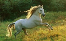 Sang tháng 6, 4 con giáp này bắt trúng mạch vàng tài lộc, được Thần tài ưu ái, quý nhân chỉ đường