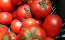 4 loại cà chua độc hại: Loại dễ gây ung thư, loại "tra tấn" dạ dày, chợ bán rẻ mấy cũng quay xe