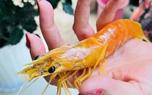 Nuôi tôm hơn 25 năm, phát hiện con tôm sú vàng như luộc
