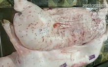 Sóc Trăng kiểm tra cơ sở kinh doanh thịt heo sau phản ánh gây xôn xao