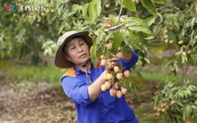 Hải Dương mở cửa vườn, xuất khẩu lô vải đầu tiên năm 2025