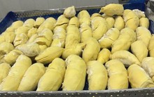 Sau 2 ngày thương thảo, sầu riêng đông lạnh Việt Nam thẳng tiến Trung Quốc