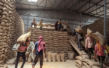 Sau gạo, Ấn Độ lại gây 'cú sốc' cho thị trường nông sản thế giới: dừng nhập khẩu mặt hàng chủ lực, giá có nguy cơ lao dốc