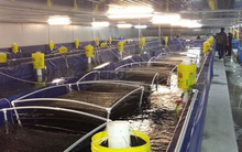 'Siêu thực phẩm' của Việt Nam được Trung Quốc đặc biệt ưa chuộng: Xuất khẩu tăng mạnh 125%, nhưng Mỹ mới là 'mỏ vàng' lớn nhất