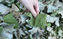 Việt Nam có 1 loại lá phơi khô được ví như "nhân sâm của người nghèo": Giúp hạ mỡ máu, mát gan, ngừa ung thư hiệu quả nhưng ít ai biết